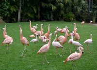 &quot;Flamingai&quot; Albina Jasinskaitė